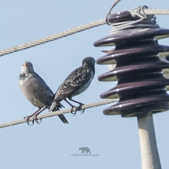 Arabazozo pikarta - ML646771225