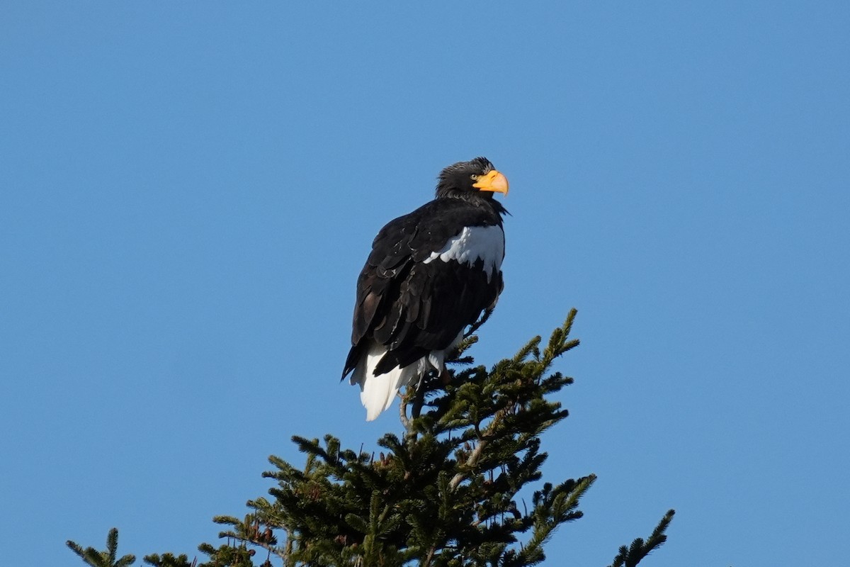 Steller's Sea-Eagle - ML646771226