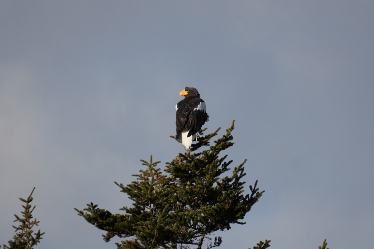 Steller's Sea-Eagle - ML646771227