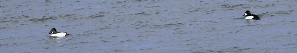 ホオジロガモ - ML646771228