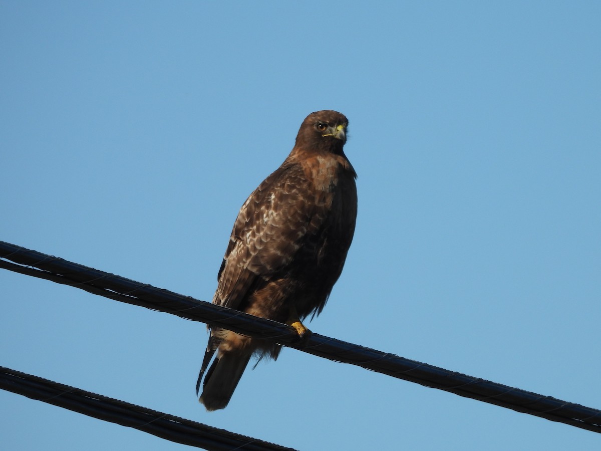 Red-tailed Hawk - ML646771229
