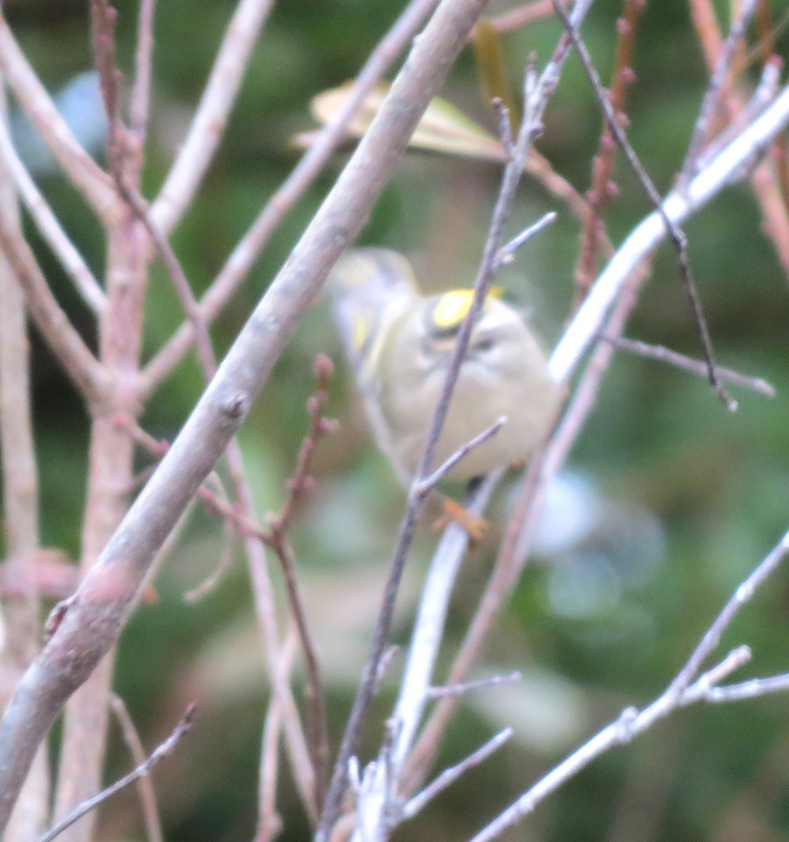 Erregetxo amerikarra - ML646771230