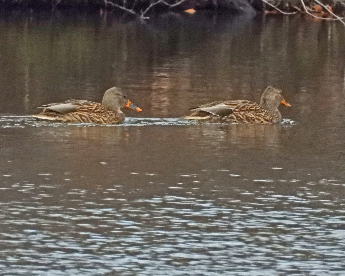 Mallard - ML646771231