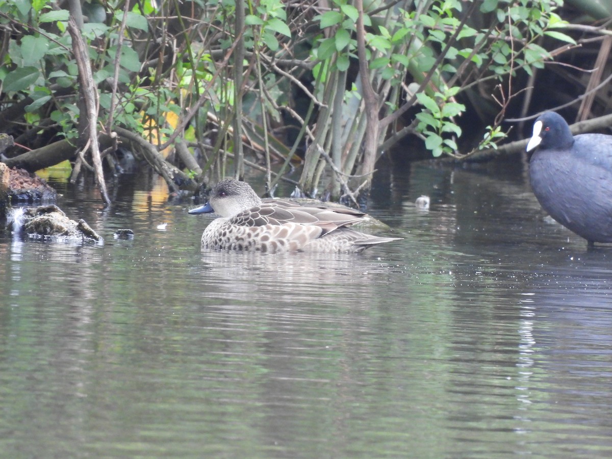 Чирянка світлогорла - ML646771232