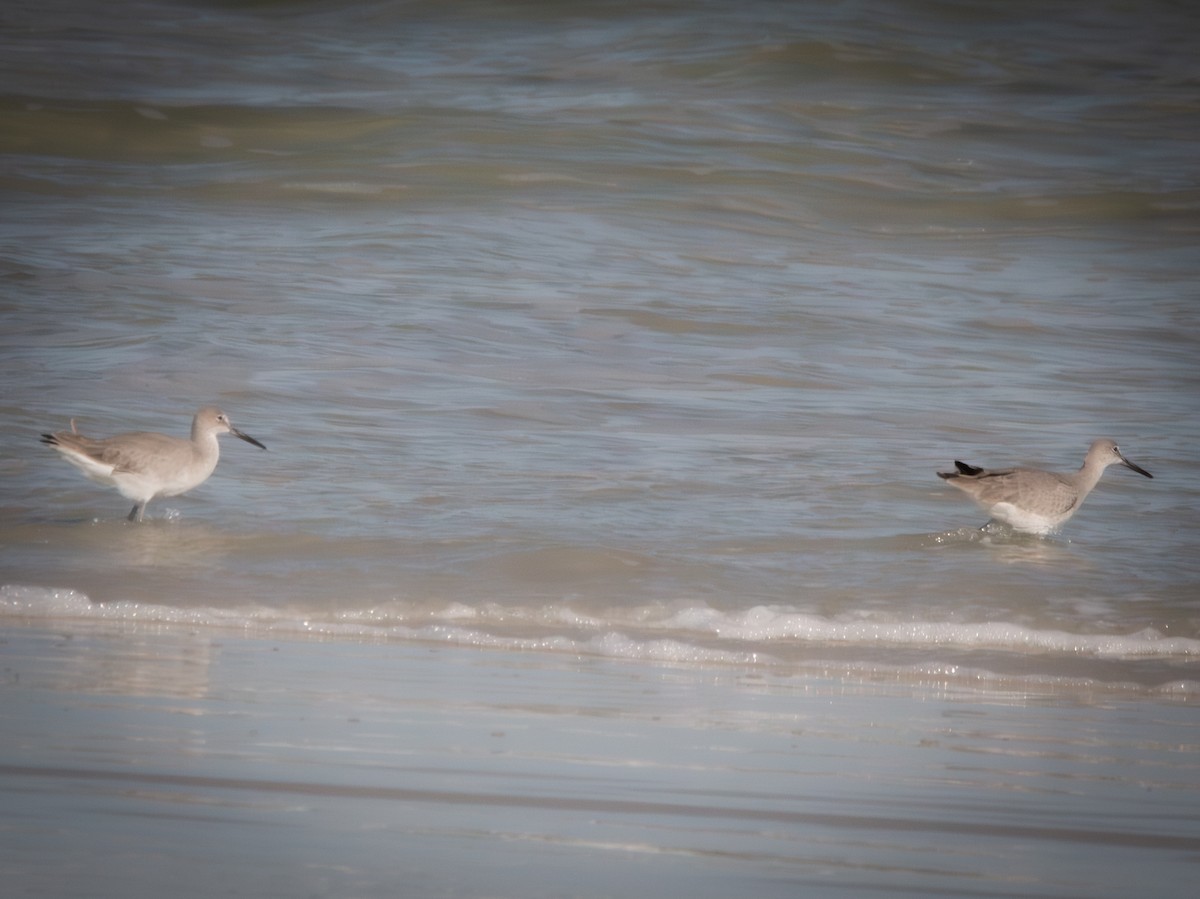 Willet - ML646771233