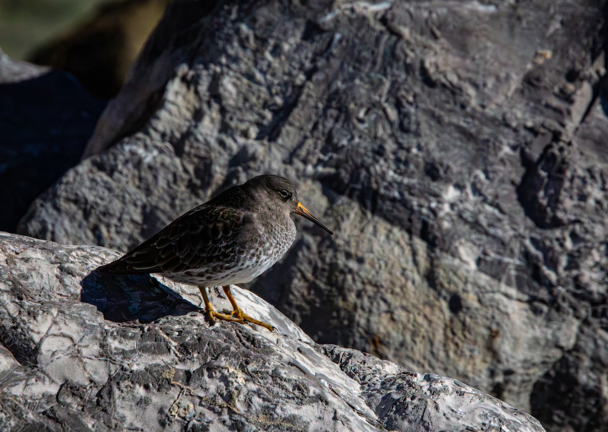 Purple Sandpiper - ML646771237