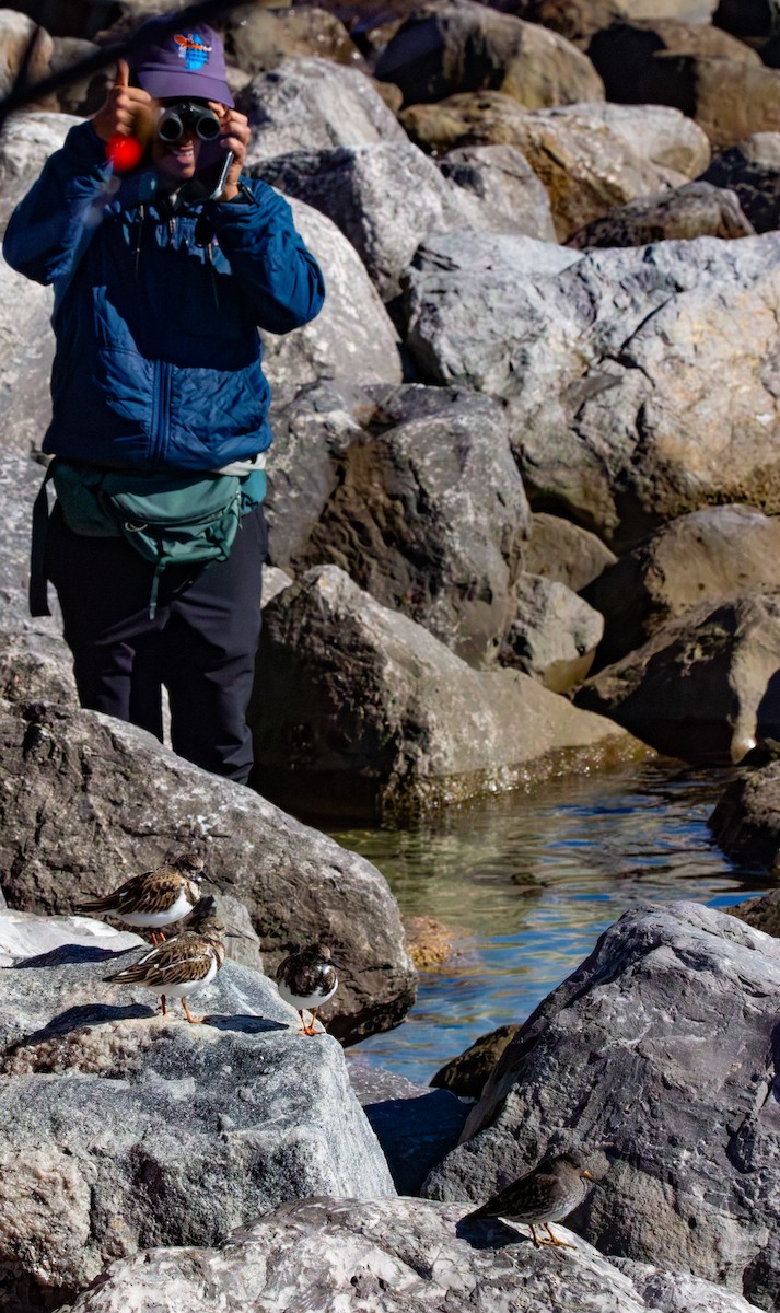 Purple Sandpiper - ML646771238