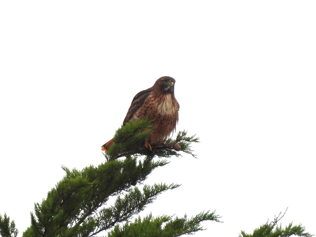 Red-tailed Hawk - ML646771239