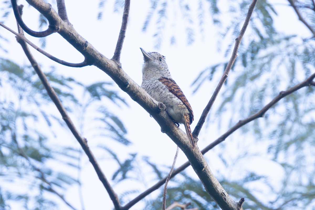 Tigerfaulvogel - ML646771240