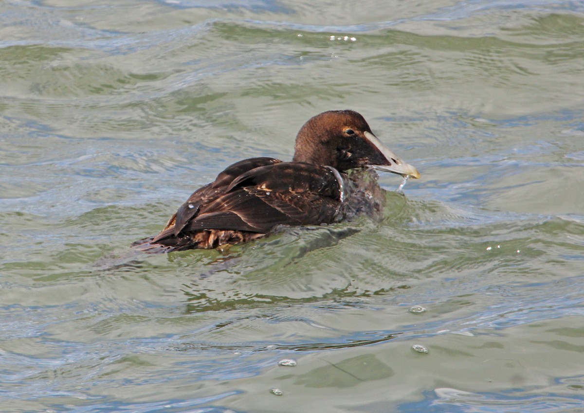 Common Eider - ML646771243