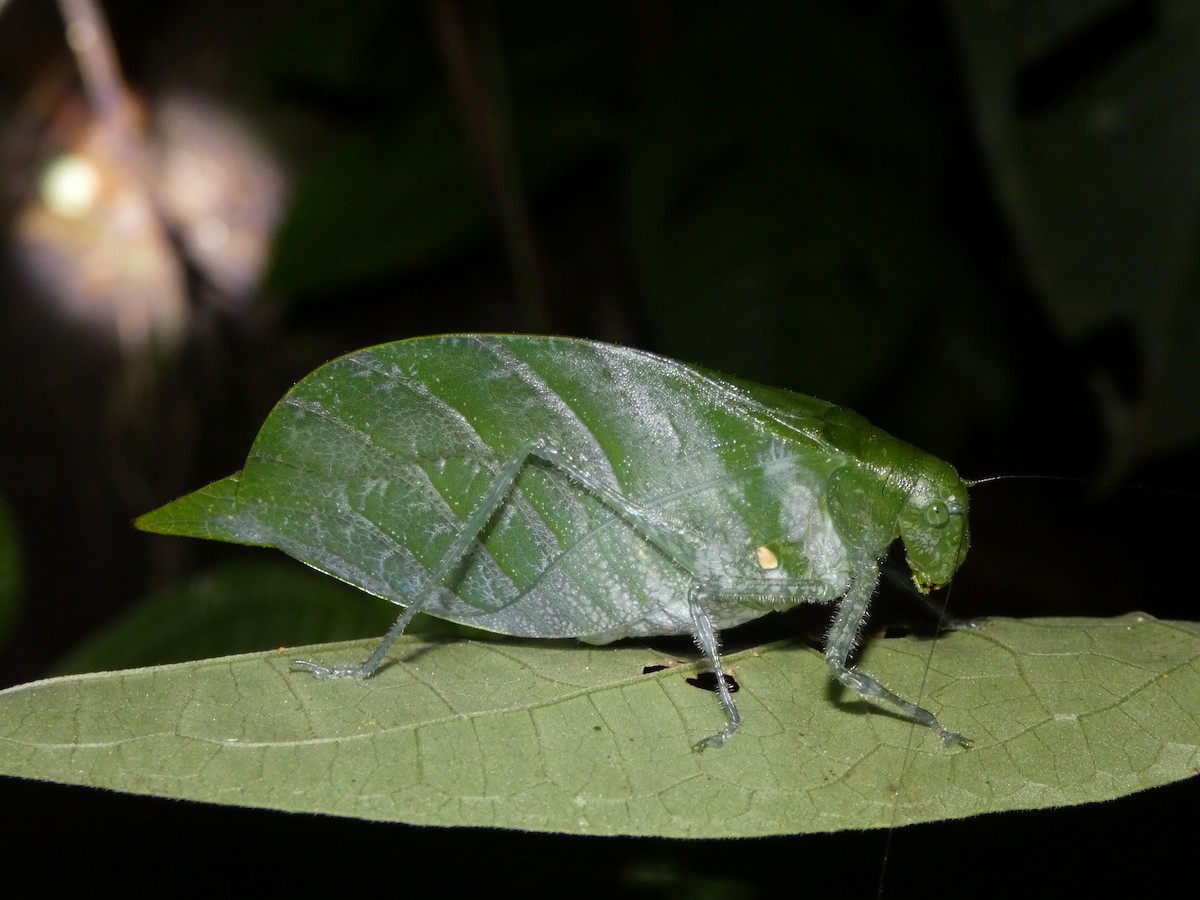 Animals - ML646771244