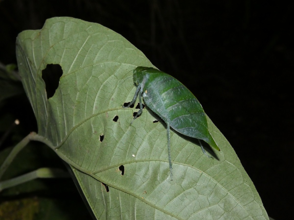 Animals - ML646771245