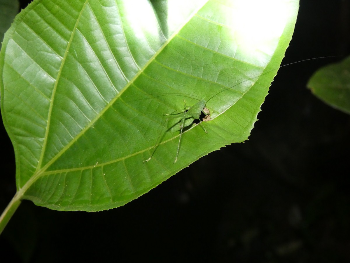 Animals - ML646771246