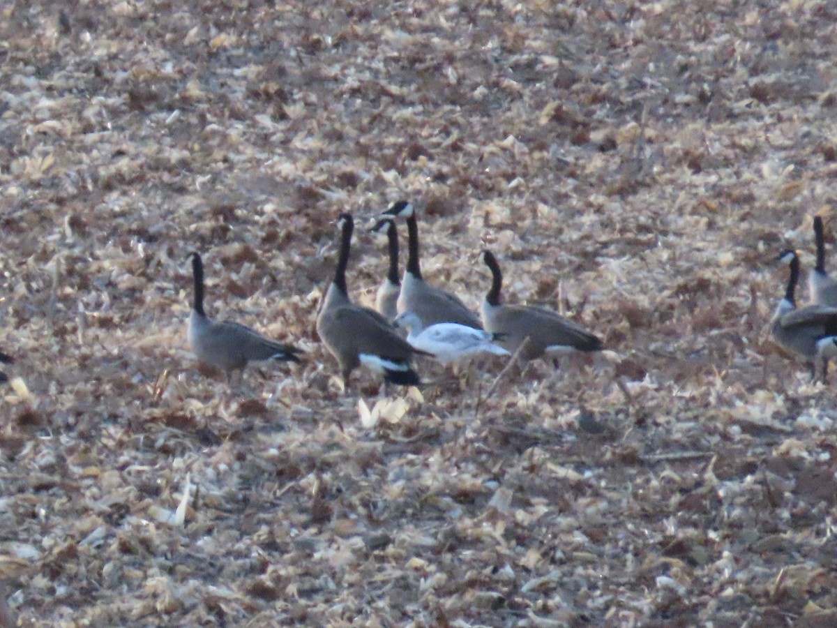 Snow/Ross's Goose - ML646771247