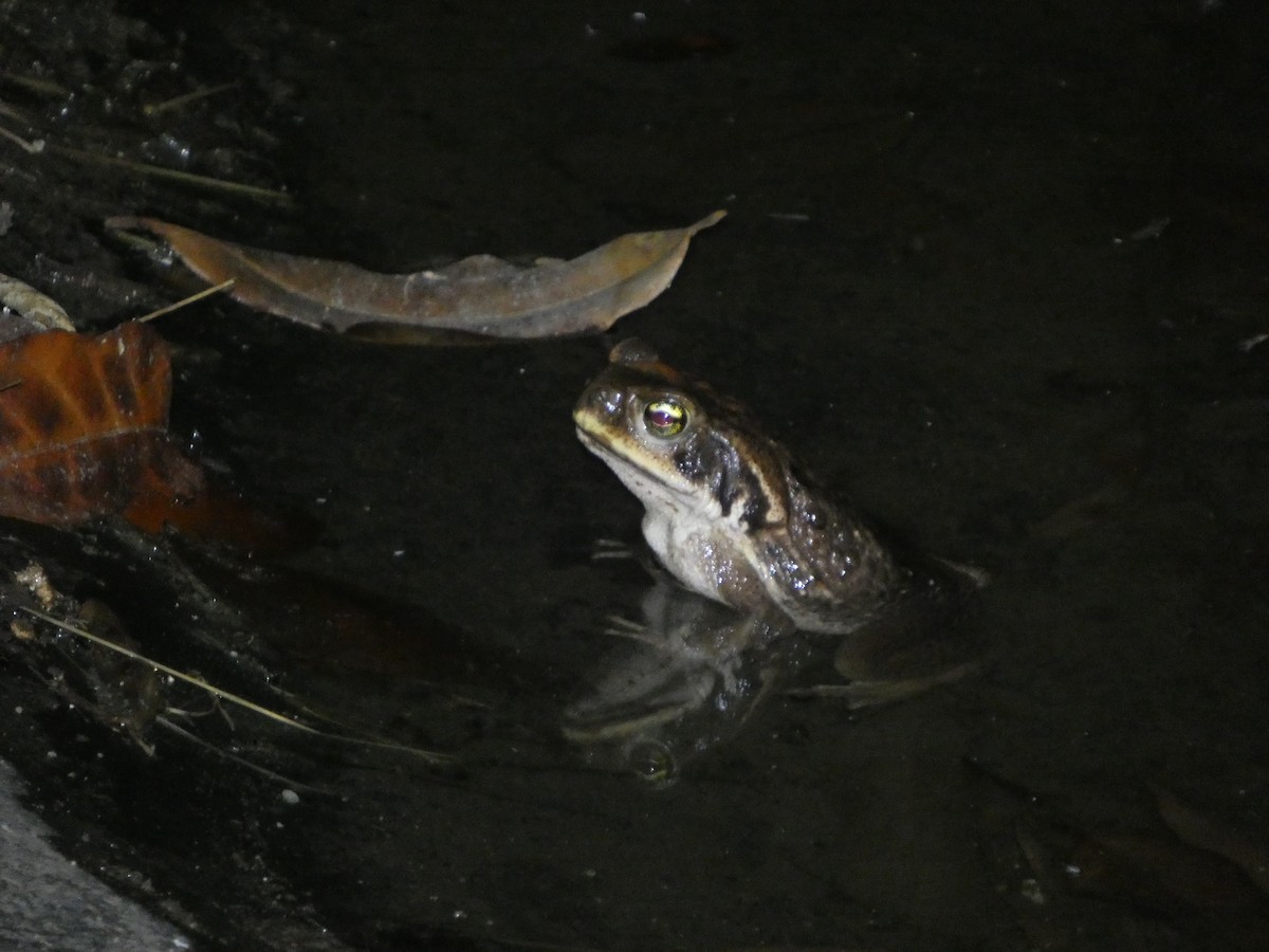 Animals - ML646771249