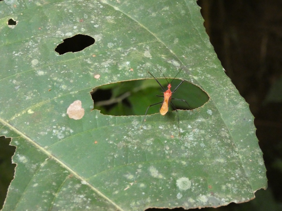 Animals - ML646771250