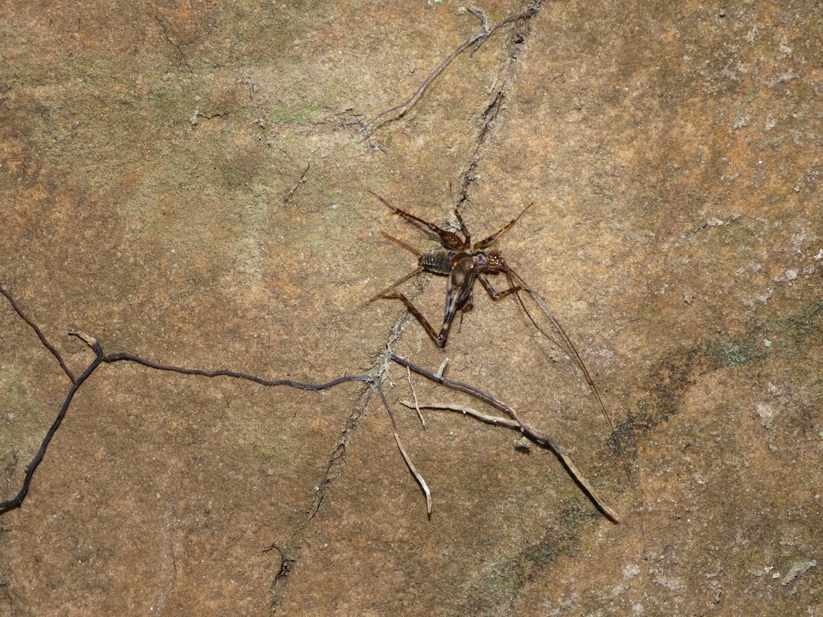 Animals - ML646771251