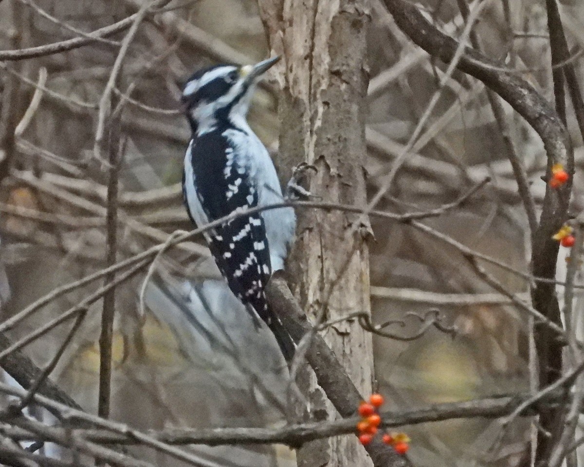 Hairy Woodpecker - ML646771256