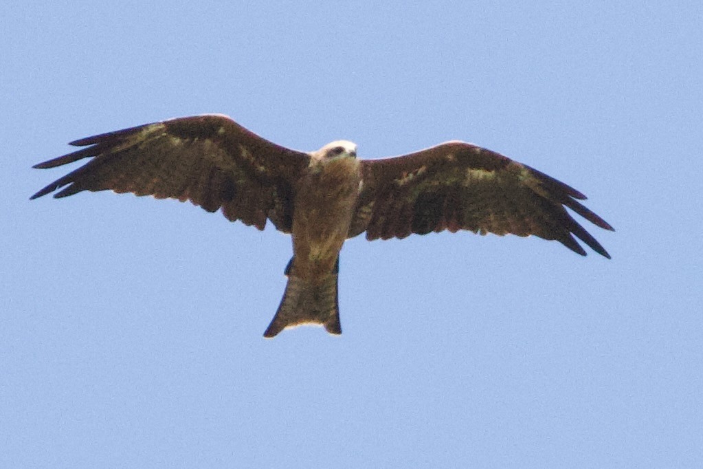 Kara Çaylak - ML646771260