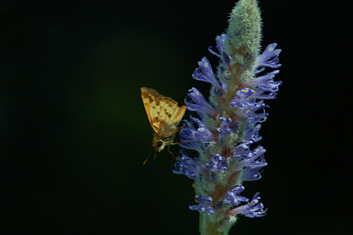 Zabulon Skipper - ML646771263