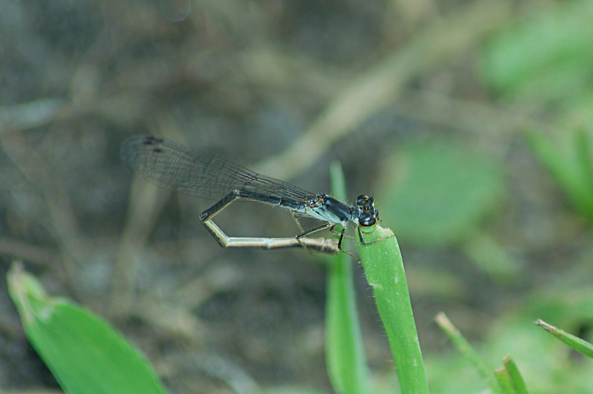 Fragile Forktail - ML646771264
