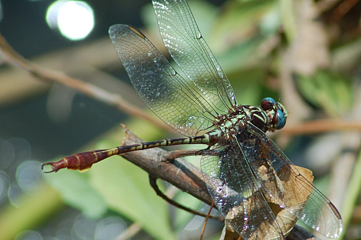 Two-striped Forceptail - ML646771265