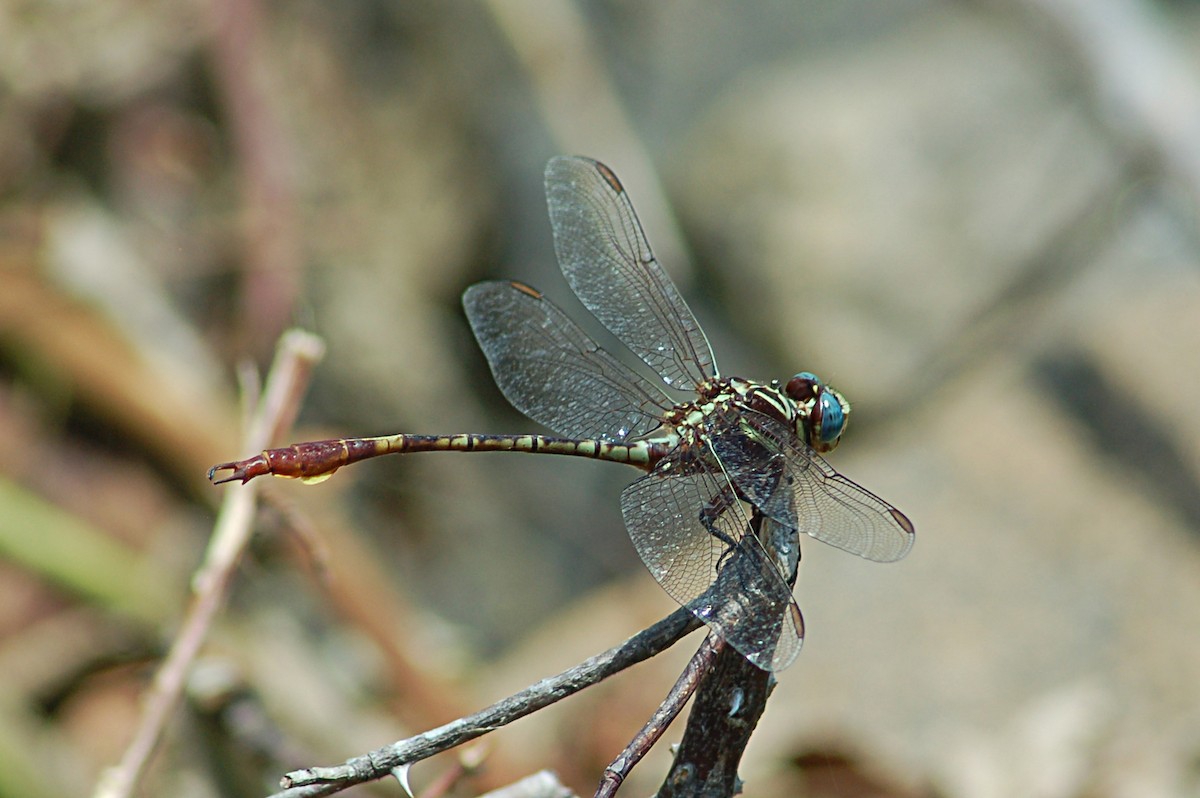 Insects - ML646771266