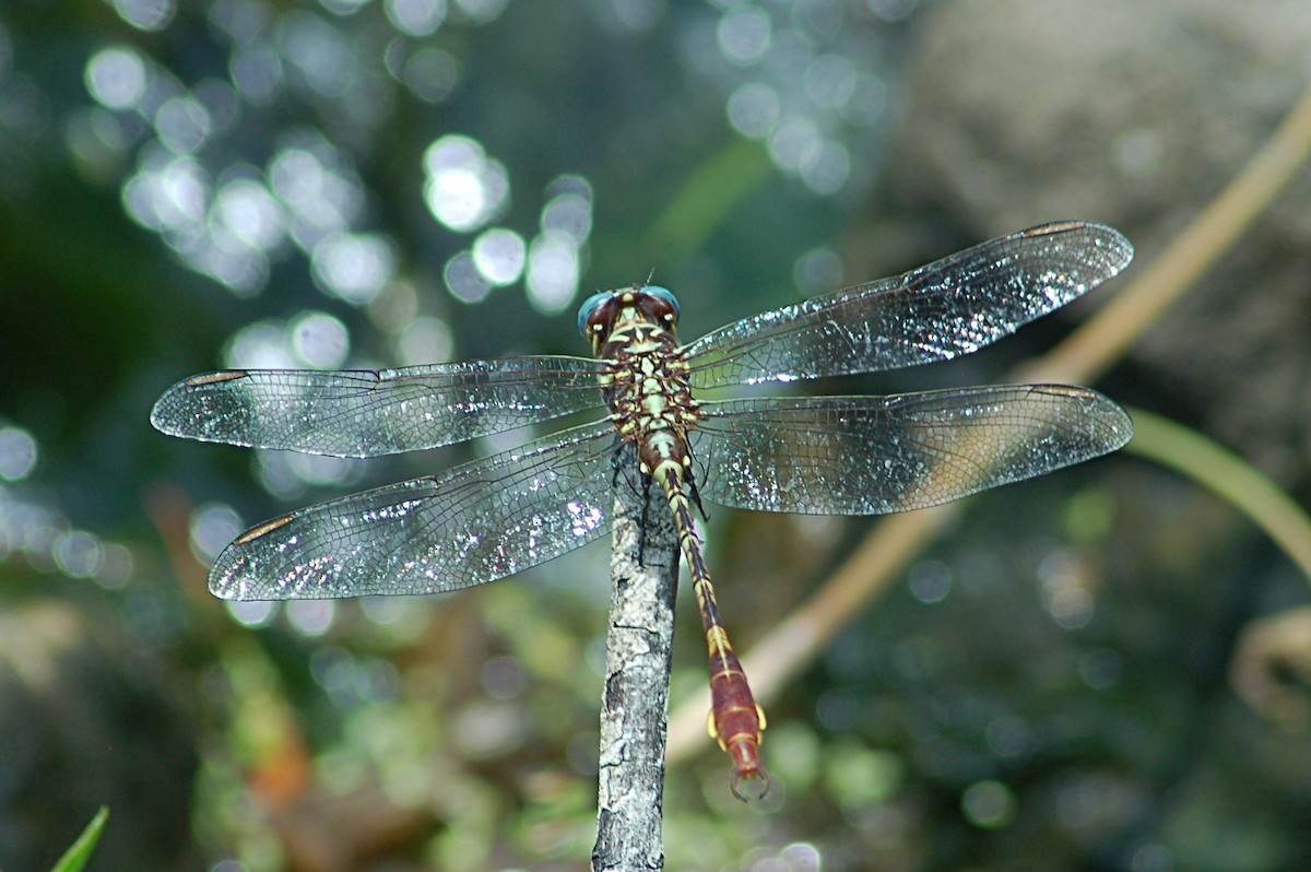 Two-striped Forceptail - ML646771268