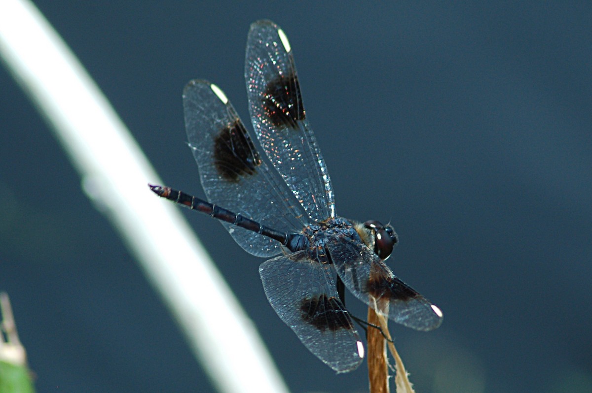Four-spotted Pennant - ML646771269