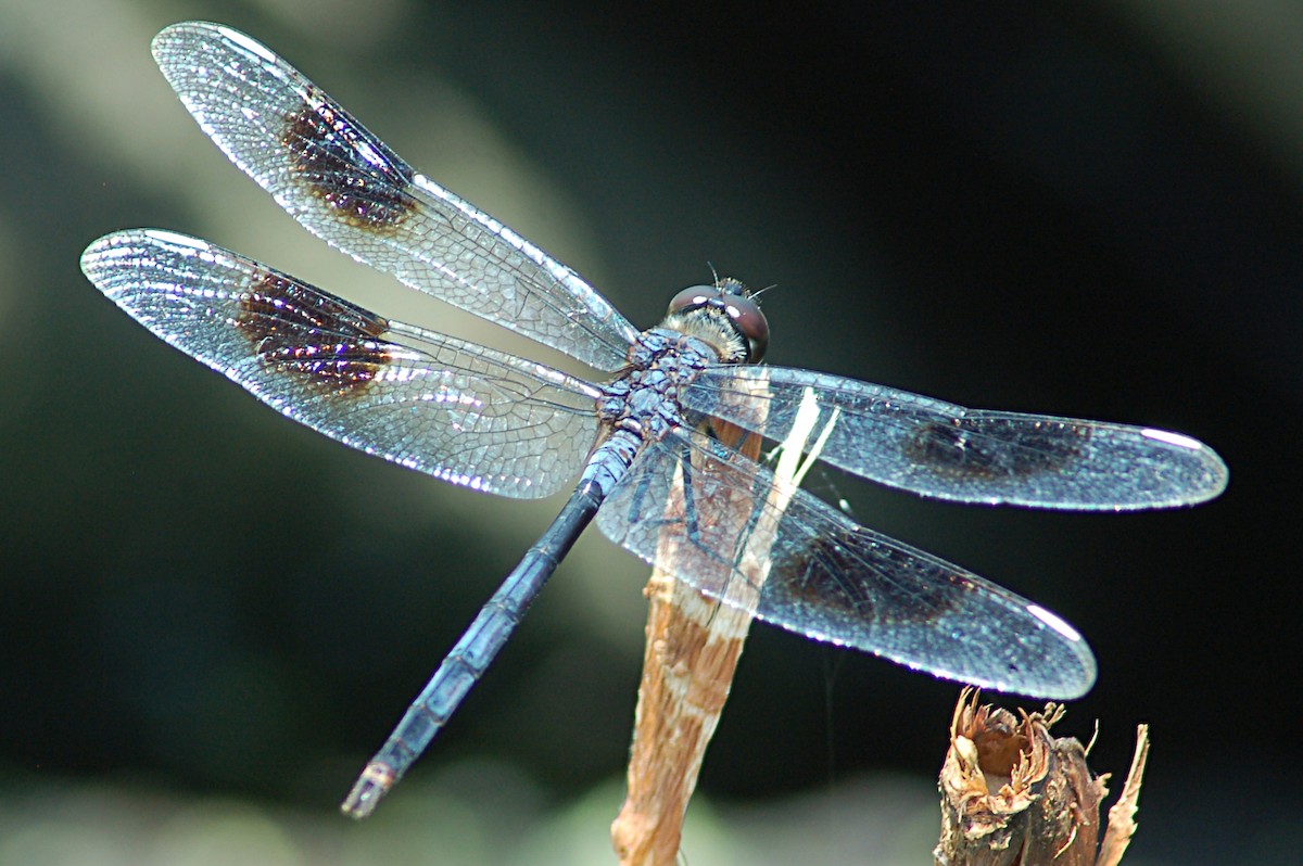 Four-spotted Pennant - ML646771270