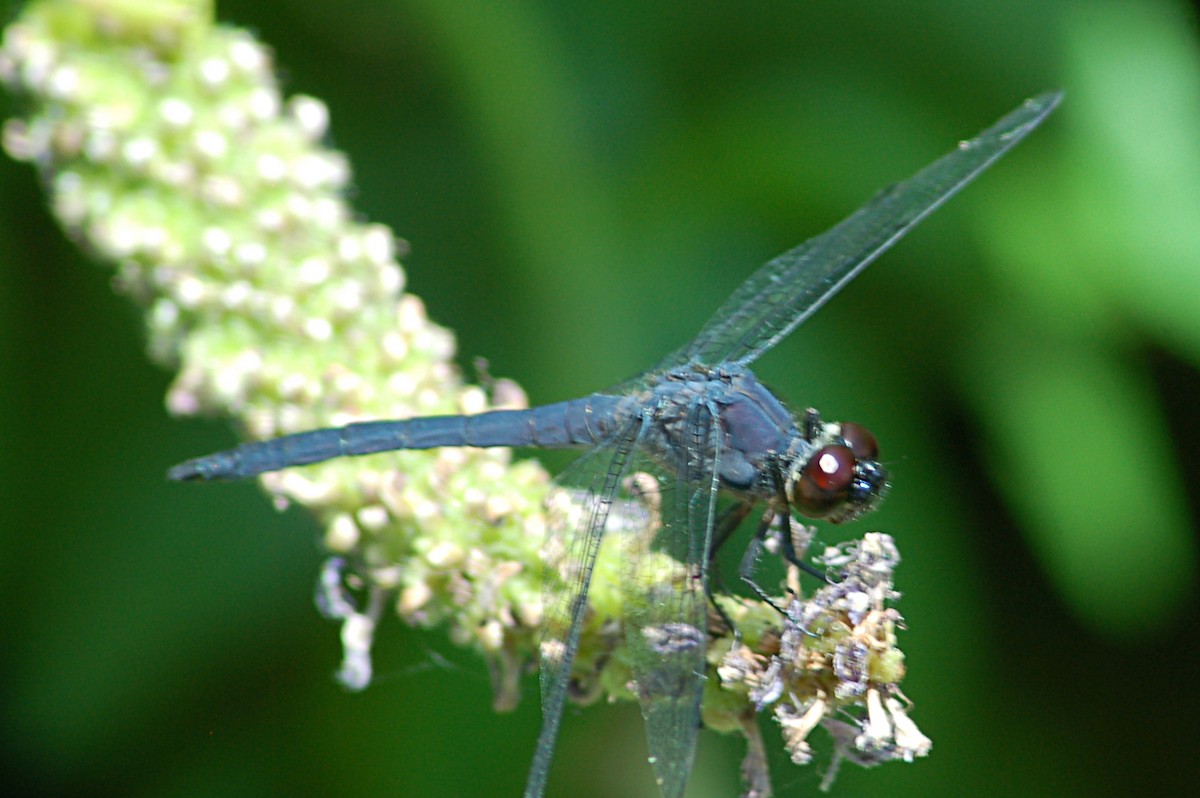 Slaty Skimmer - ML646771271