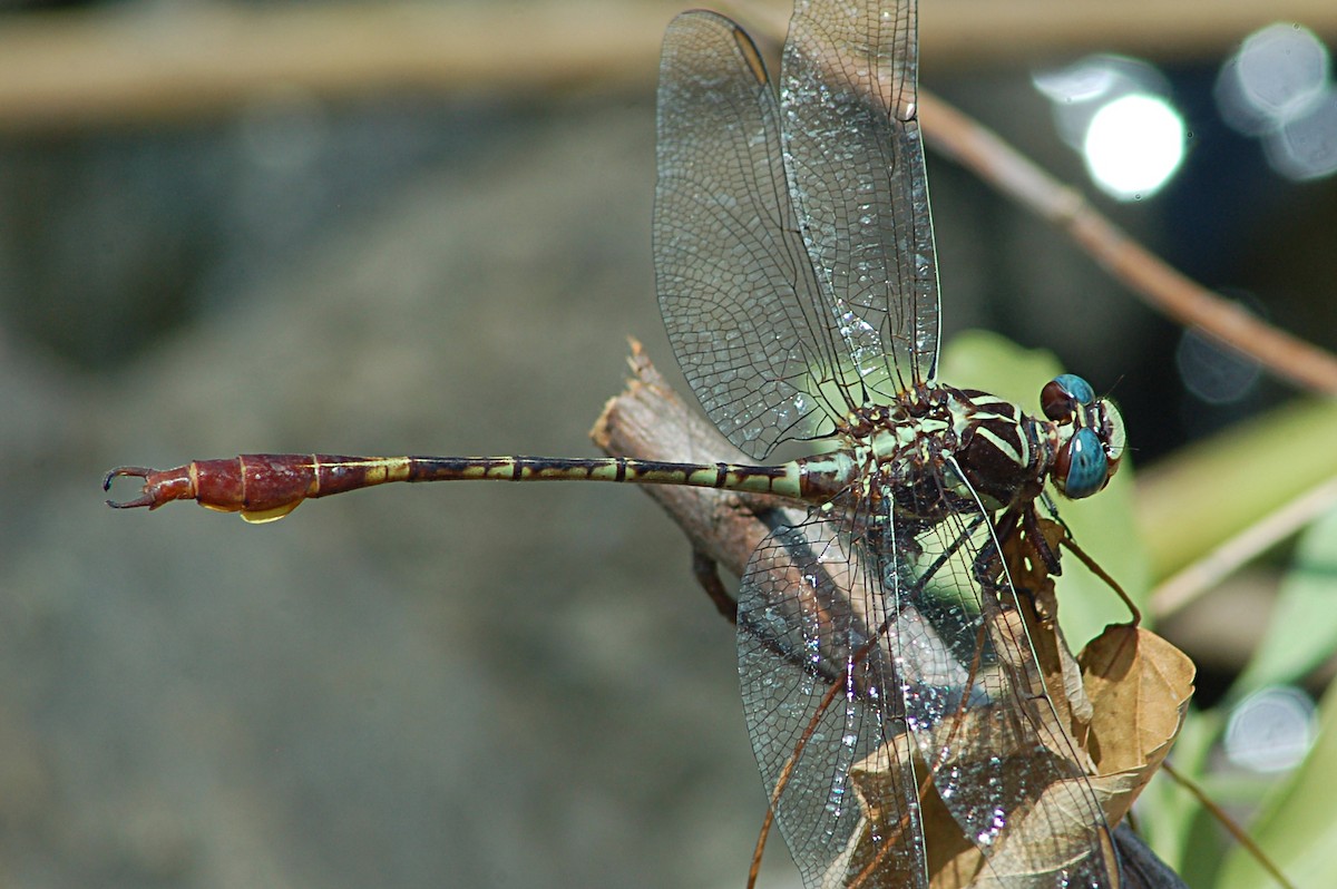 Two-striped Forceptail - ML646771272