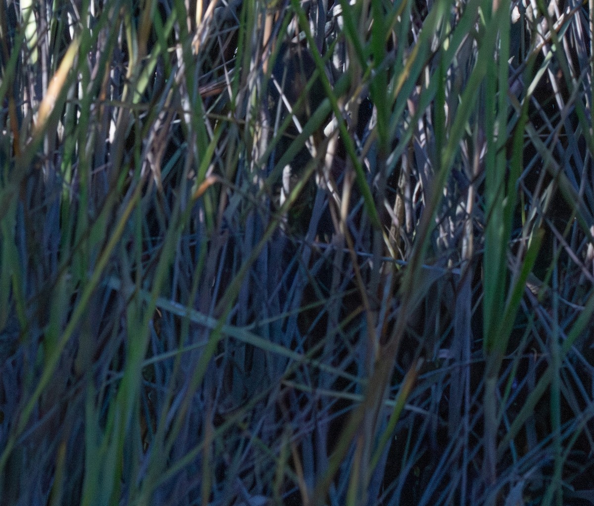 Clapper Rail - ML646771273