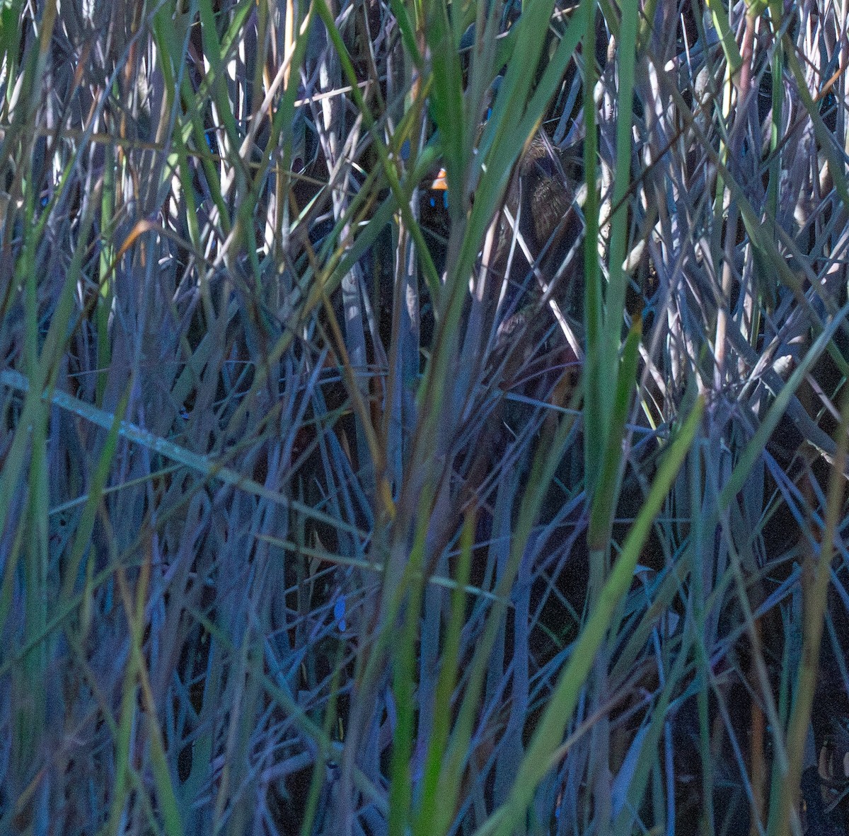 Clapper Rail - ML646771274
