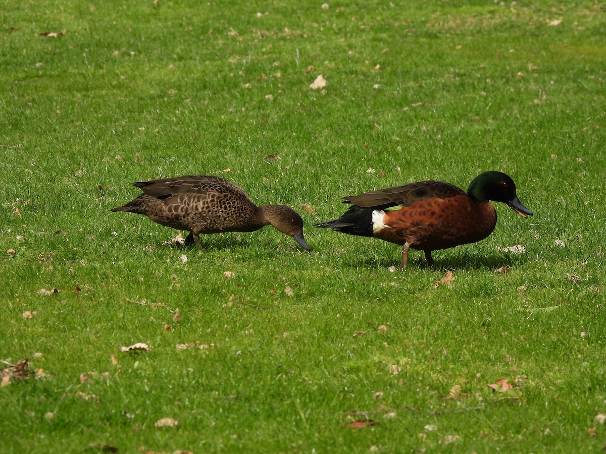 Чирянка австралійська - ML646771276