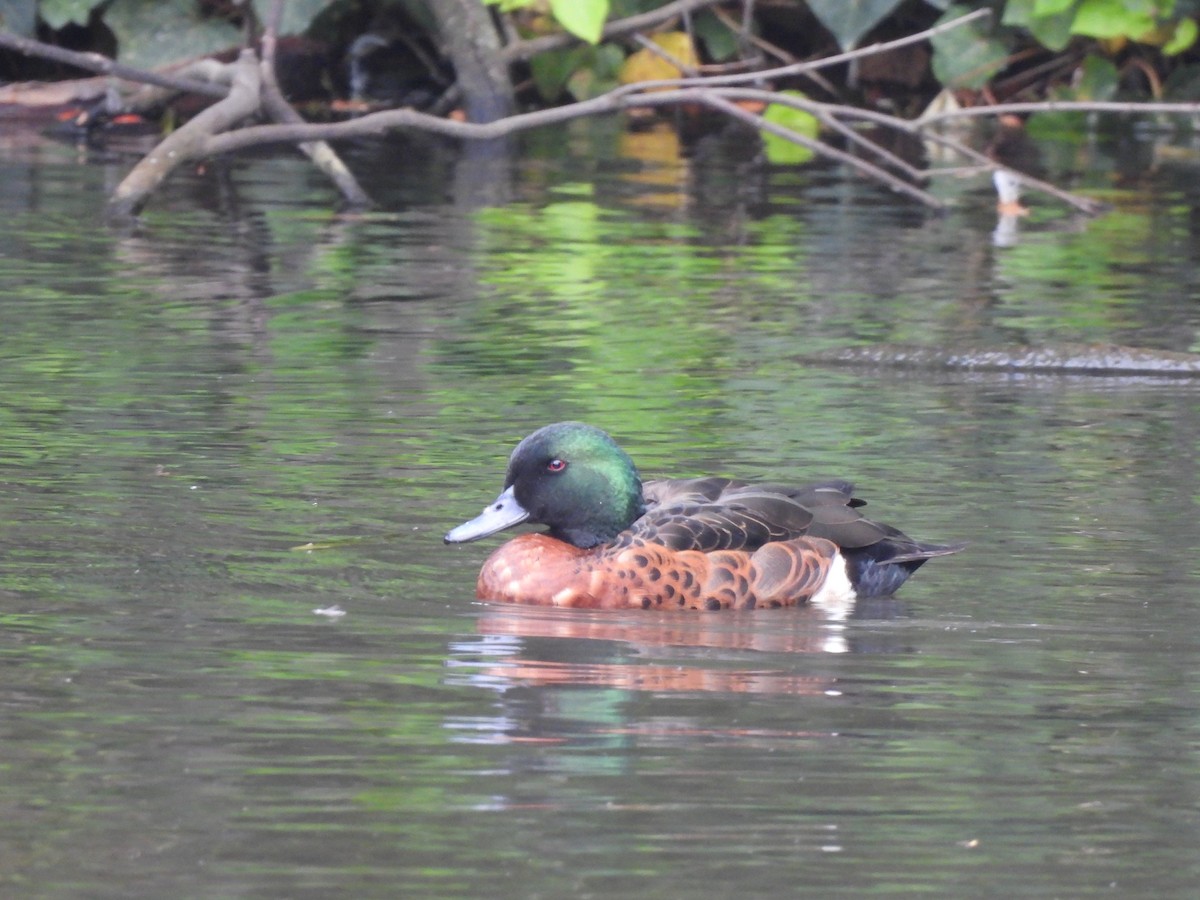 Чирянка австралійська - ML646771277