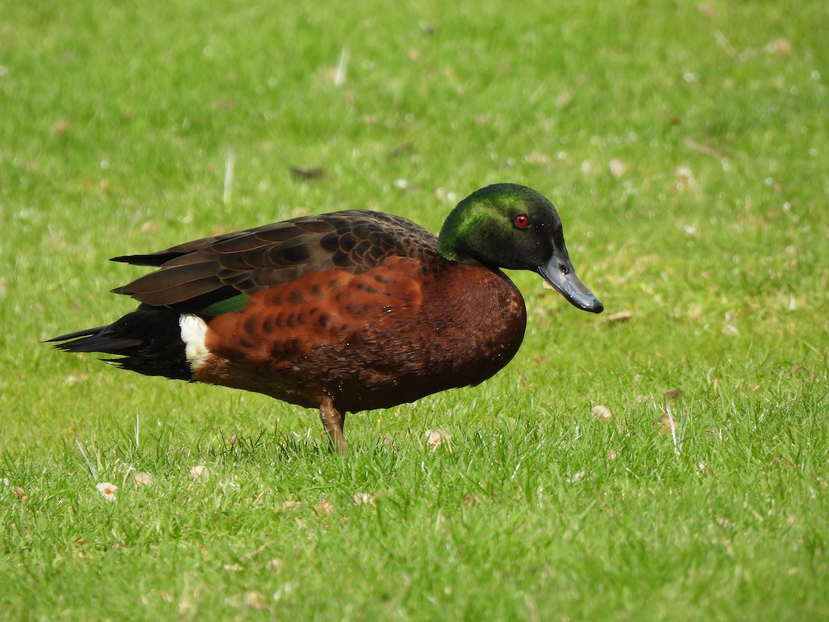 Чирянка австралійська - ML646771278