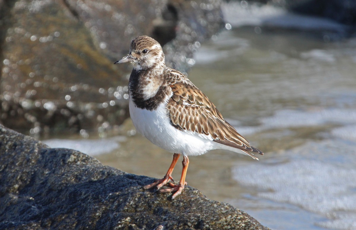 kamenáček pestrý - ML646771279