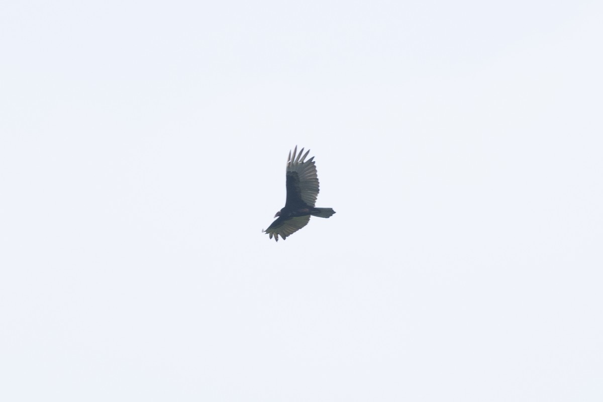 Turkey Vulture - ML646771281
