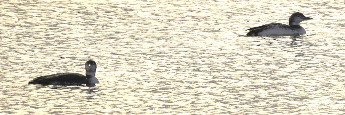 ハシグロアビ - ML646771285