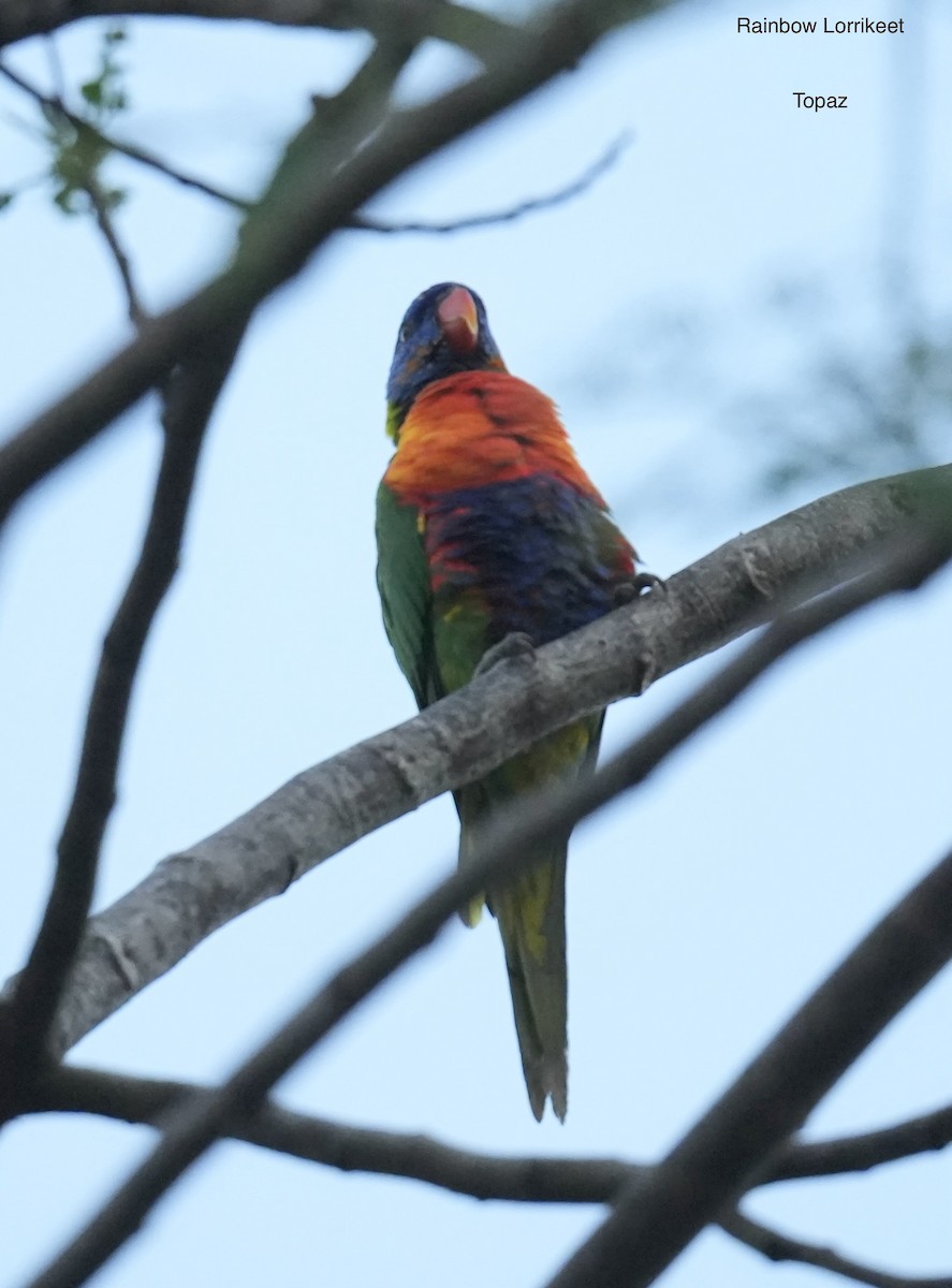 Rainbow Lorikeet - ML646771292