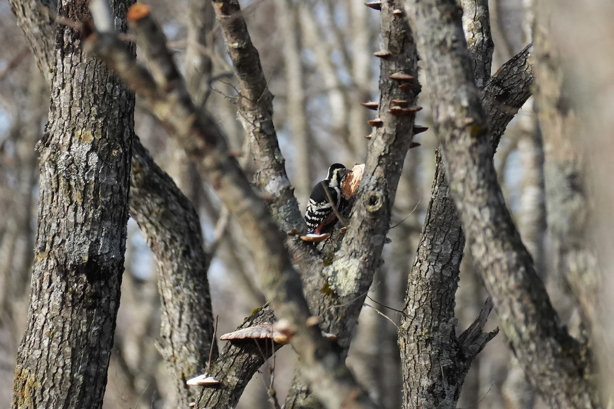 White-backed Woodpecker - ML646771299