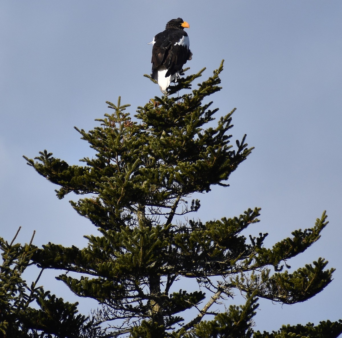 Steller's Sea-Eagle - ML646771301