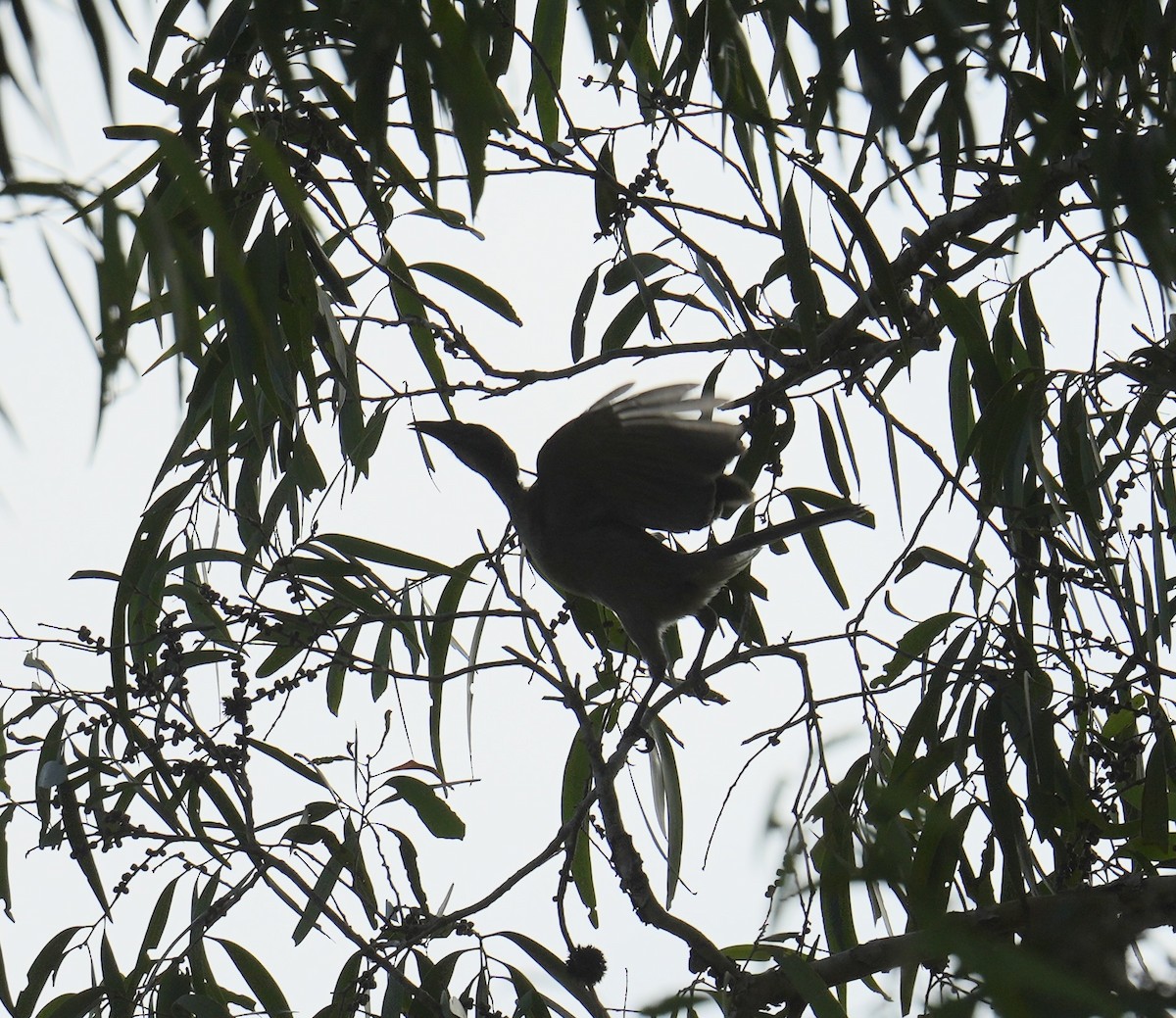 Helmeted Friarbird - ML646771302