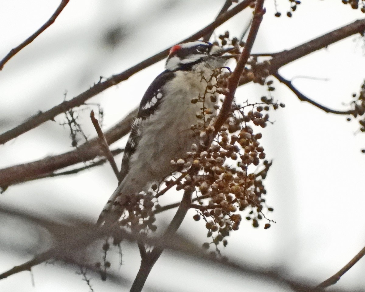 Downy Woodpecker - ML646771307