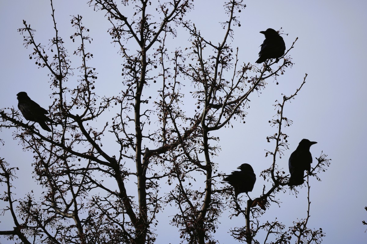 アメリカガラス - ML646771308