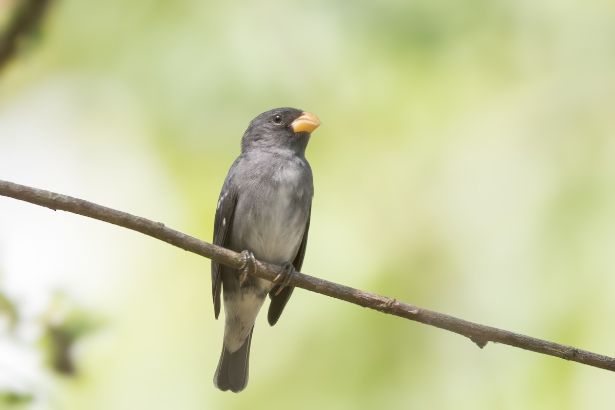 Slate-colored Seedeater - ML646771309