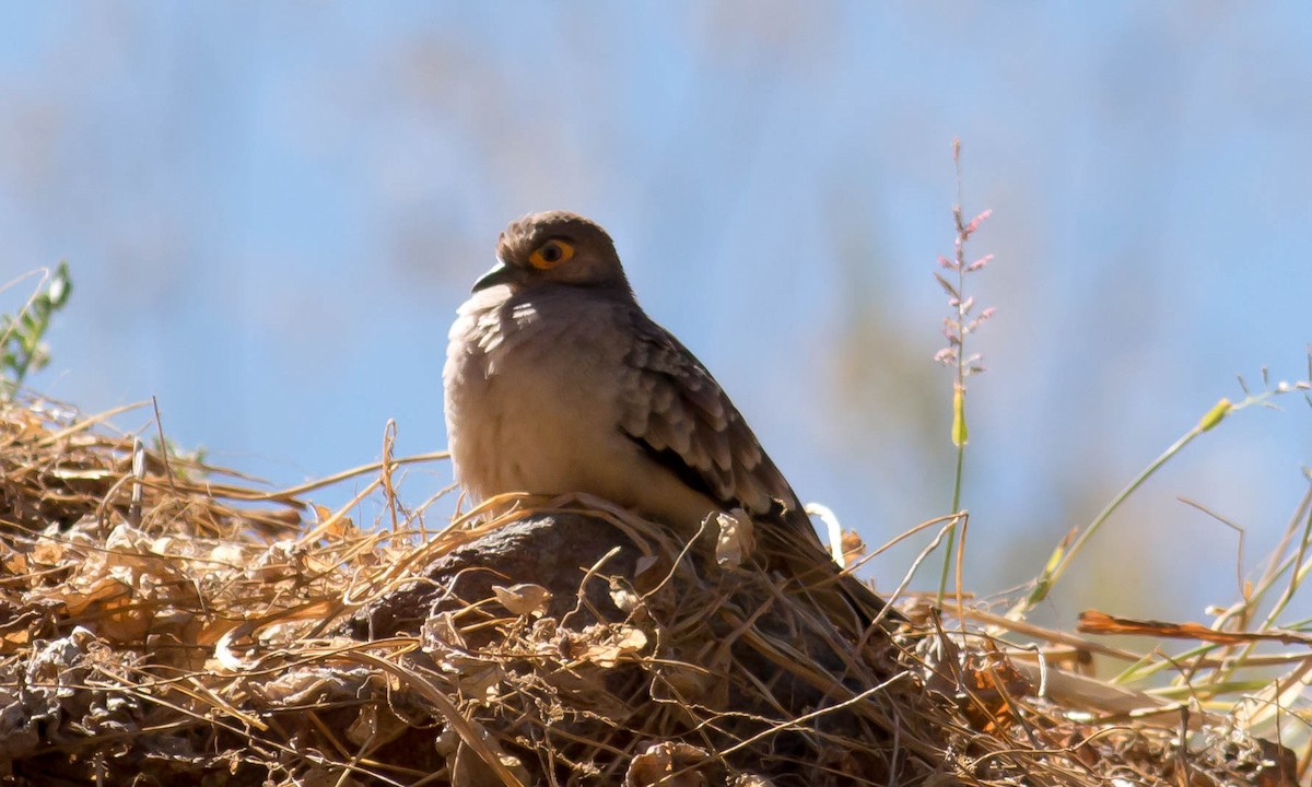 Bare-faced Ground Dove - ML64677131