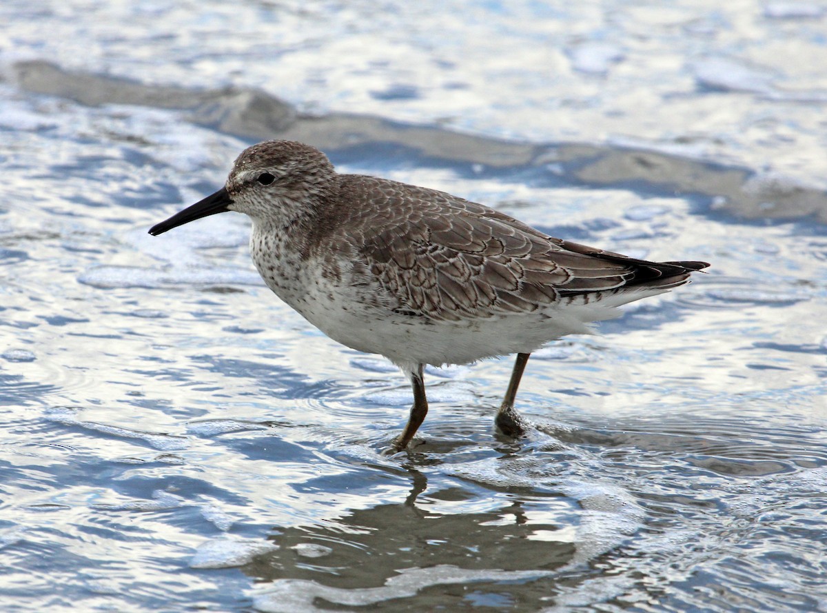 jespák rezavý - ML646771310