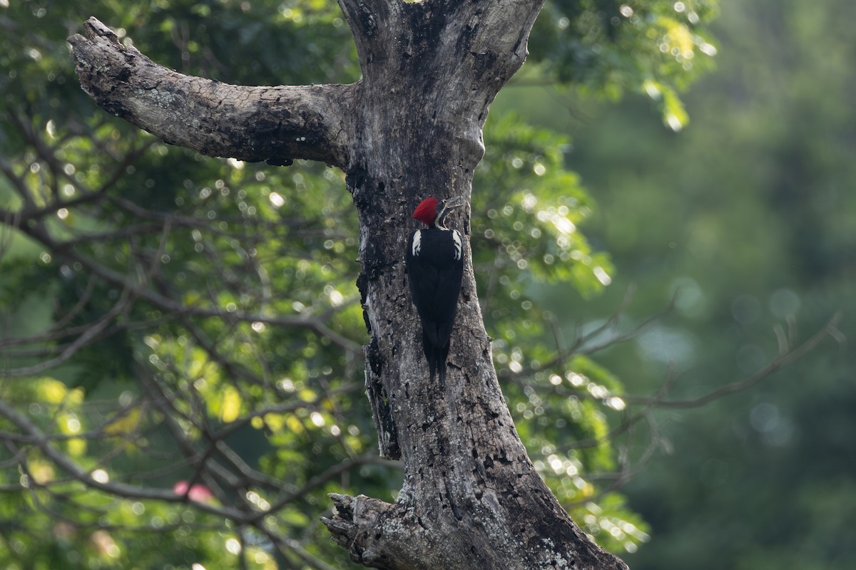 Lineated Woodpecker - ML646771311